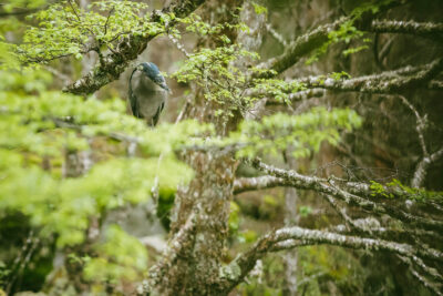 La paciencia del huairavo